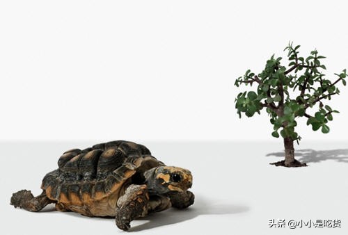 乌龟为什么不吃乌龟饲料,乌龟怎么不吃乌龟粮