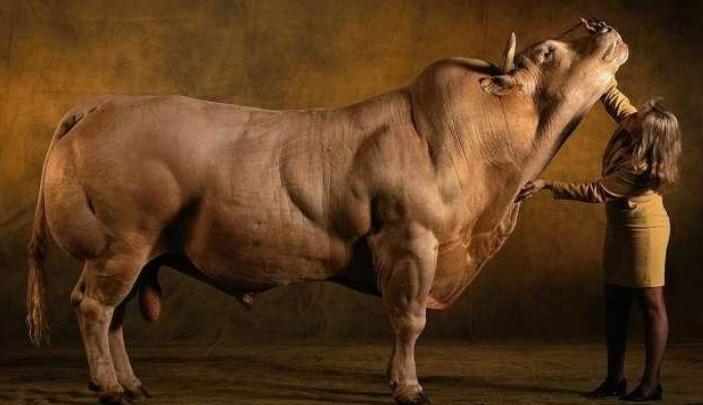 比利时肌肉牛视频大全,比利时人造肌肉牛