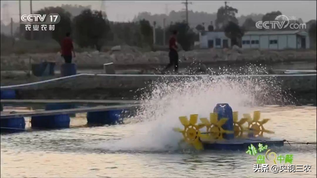 又臭又贵的臭鳜鱼,臭鳜鱼和桂鱼哪个贵呢