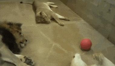 把车标全部抠掉违法吗,把车标抠下来清灰