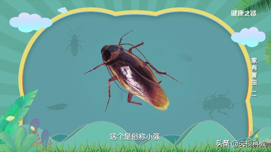 蟑螂打不死吗,没有打不死的小强