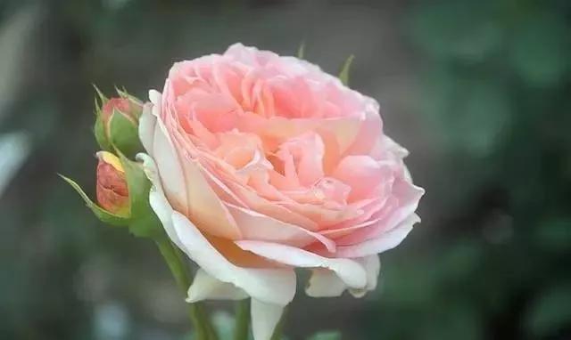 101种玫瑰品种科普你都认识吗,100种玫瑰品种科普你都认识吗