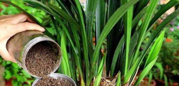 盆栽花灌根施肥的正确方法,怎样使盆栽花卉多发新根