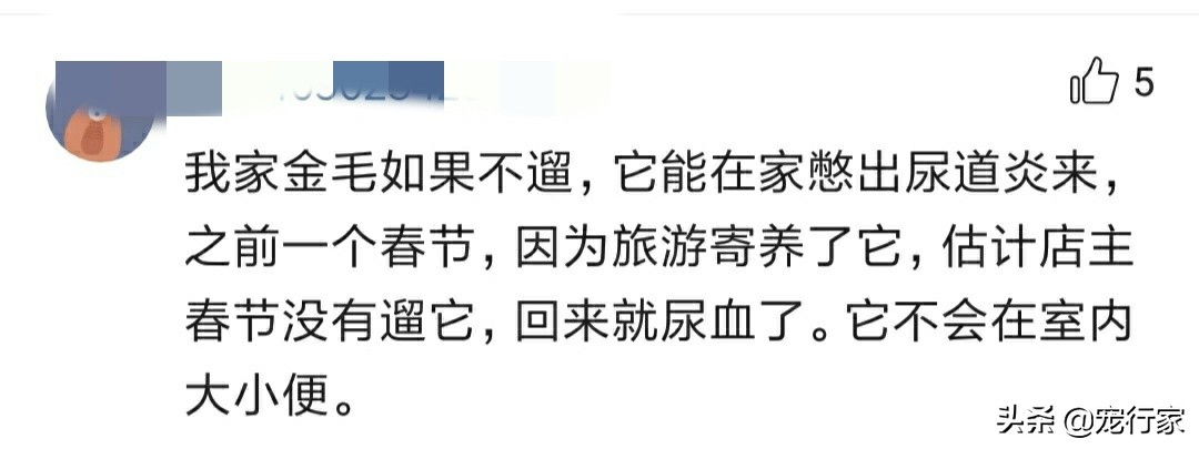 疫情期间多地禁止遛狗！狗在家不上厕所怎么办？无聊拆家怎么办？