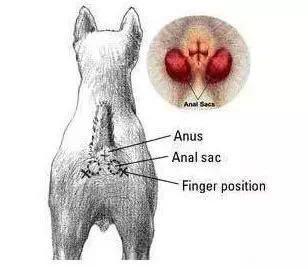 狗狗屁股蹭地面,狗狗屁股蹭地会不拉屎吗