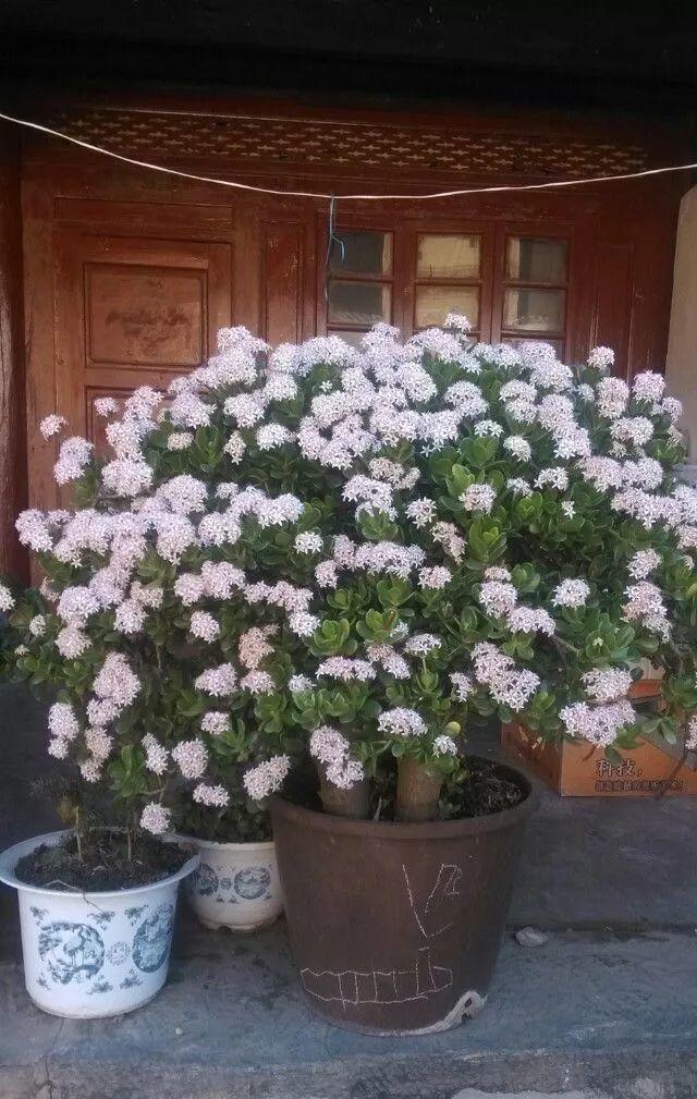 5种霸气花，个个“丑八怪”却吉利镇宅，丢在角落不管，一样爆棚