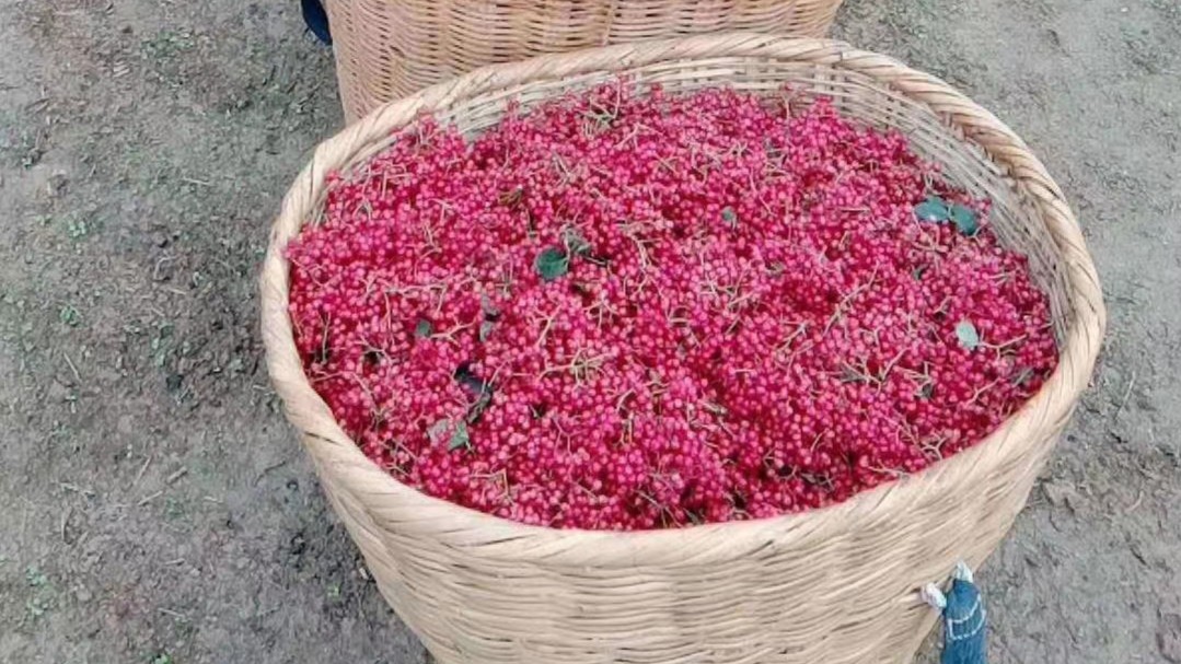 自己种的花椒几月采摘,如何采花椒树视频