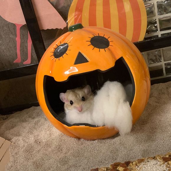 仓鼠会喂养自己的孩子吗,仓鼠可以当宠物吗