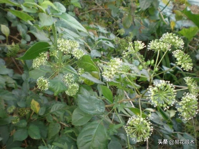 刺五加和五加皮的区别图片对比,刺五加是种什么药材