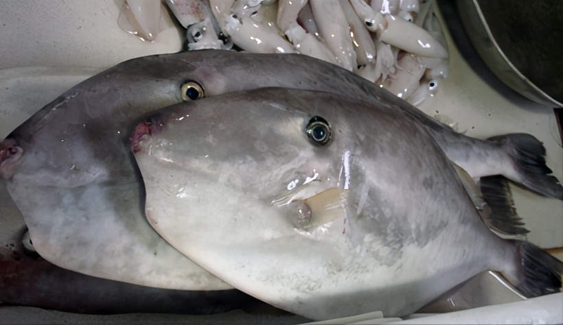 六种野生鱼不能人工养殖,怎样挑选野生鱼和养殖鱼