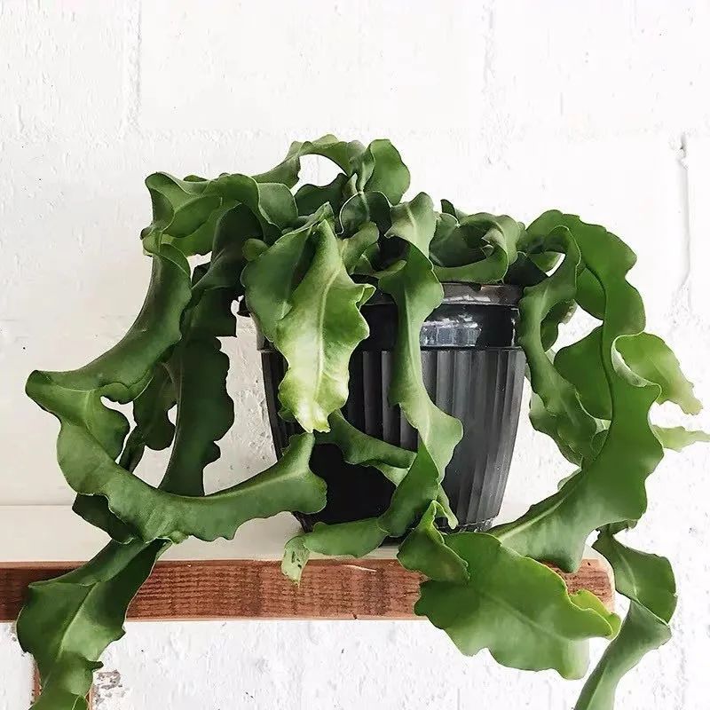 推荐4种垂吊花，不开花也好看，家里养几盆，呼呼长成绿窗帘