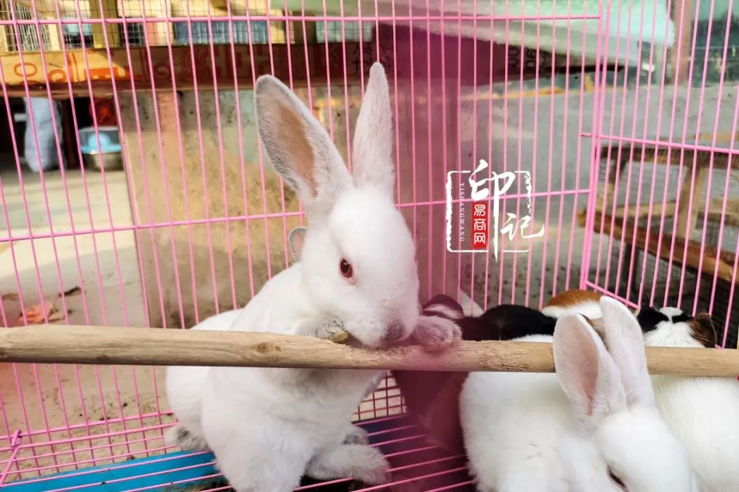 商丘花鸟批发基地,商丘花鸟市场地址