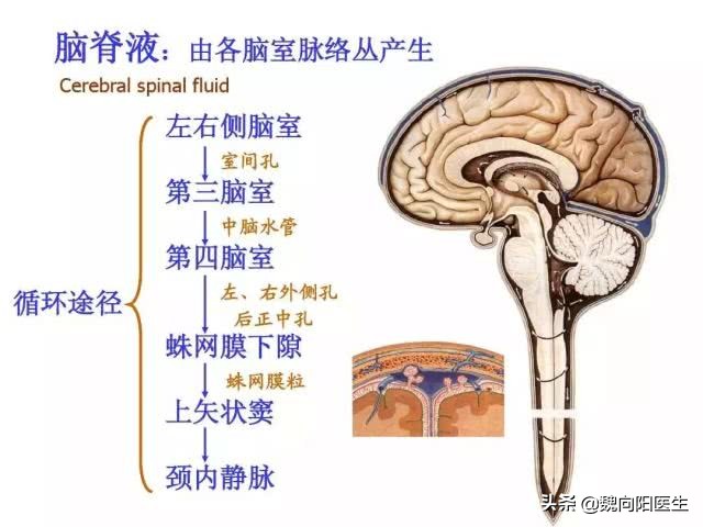脑子里突然炸了一下,腰上有淤血要不要放血