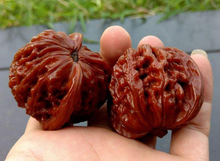 如何把核桃玩得又亮又红,为什么你玩的核桃不亮不红