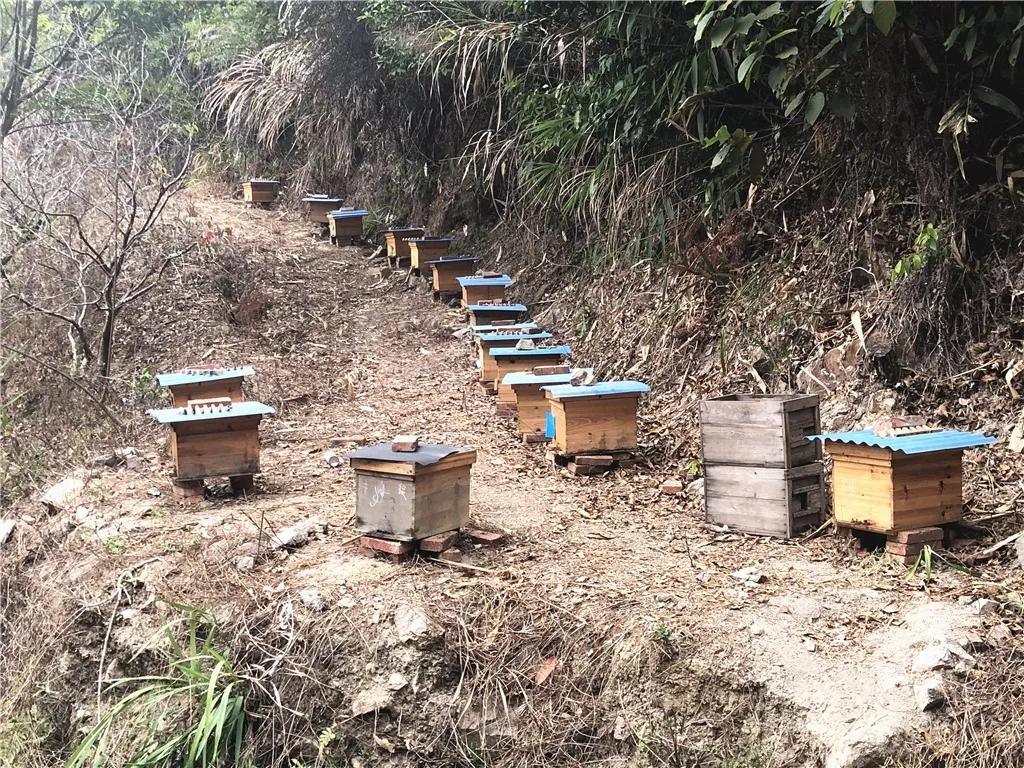 小蜜蜂助力农业增产增收,小蜜蜂脱贫致富案例