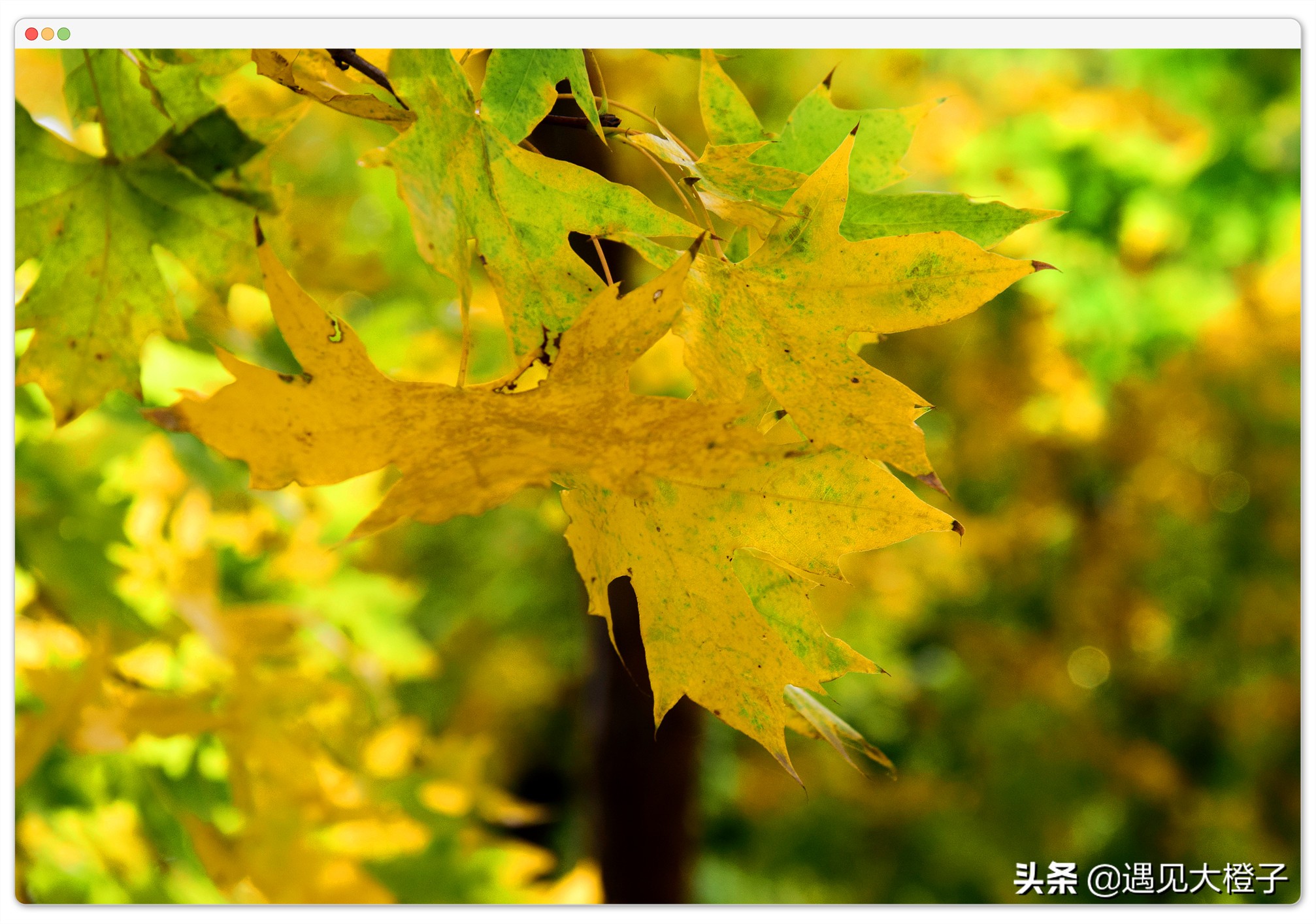 技术控的你，准备好收藏这些网站了吗？真的有必要了解一下