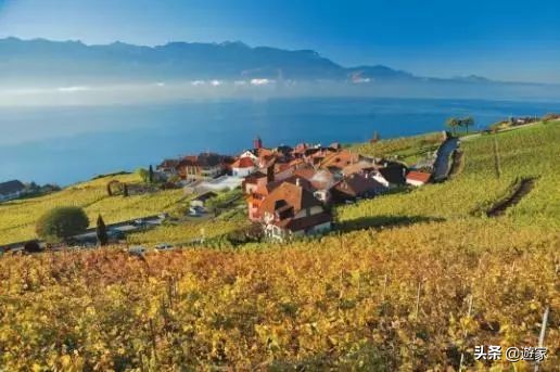 瑞士人竟然这么爱喝，拥有是世界遗产的葡萄园，作业还在靠手工