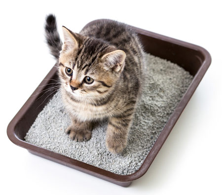 很乖的猫突然调皮了,很乖的猫开始乱尿