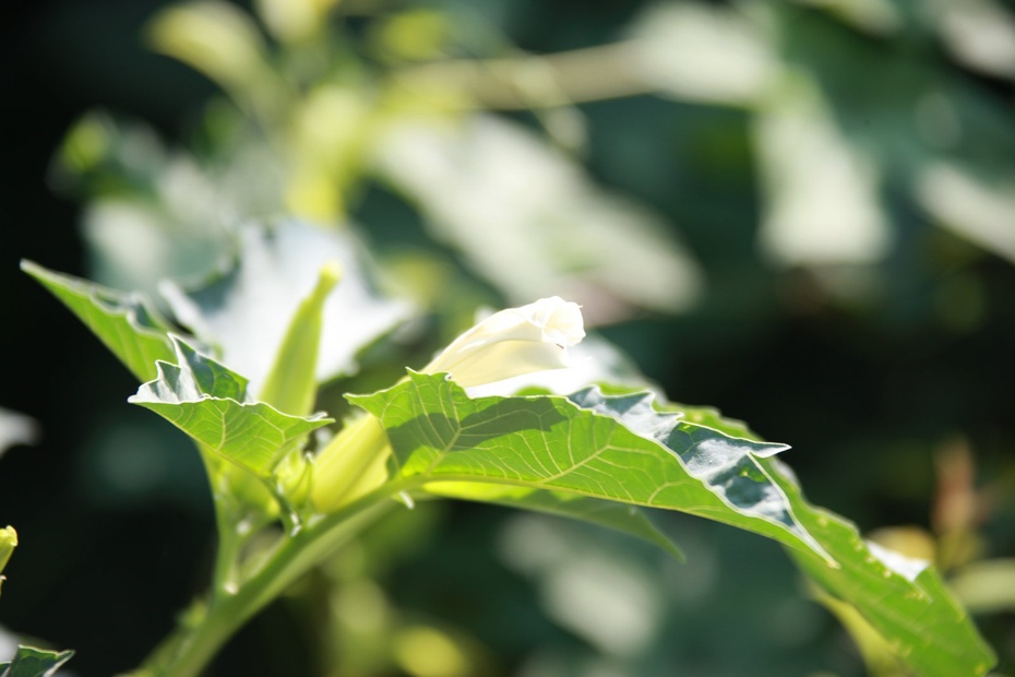 米亚罗-大美理礼县