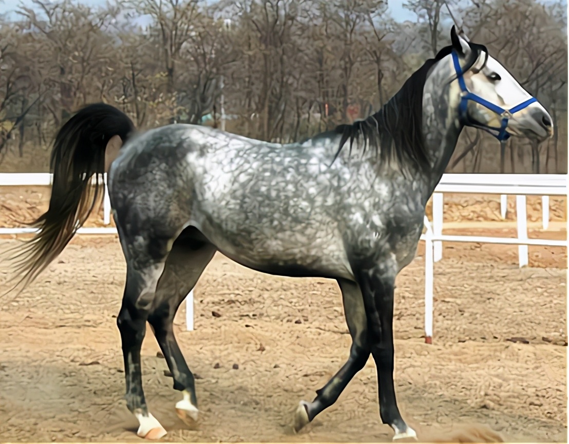 日本二战时候哪来的那么多军马,二战时期日本最强精锐