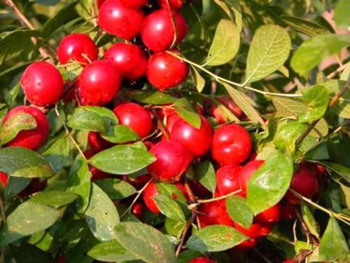 农村高钙果学名,四川野生高钙果