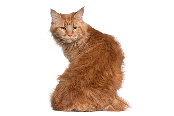 擦猫屁股,猫屁股擦地