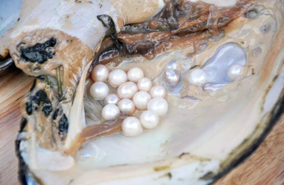 12毫米的淡水珍珠多少钱一颗,疯狂的黑珍珠