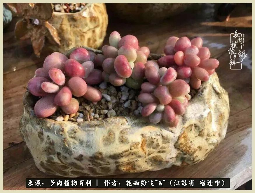 我家老臧：从反对到爱屋及乌的多肉守护人