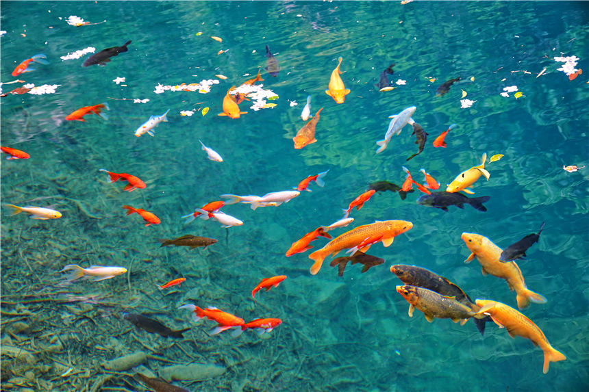 杭州桐庐景点最好玩的排名,杭州桐庐县有什么好玩的