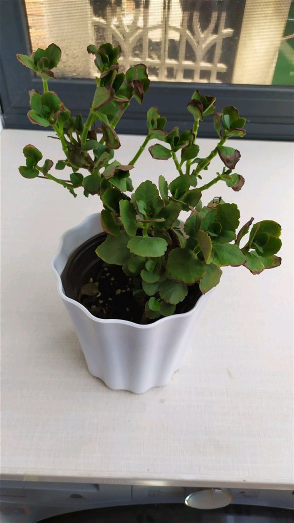 长寿花黄叶如何处理叶片多又嫩,长寿花冬季干尖黄叶的原因