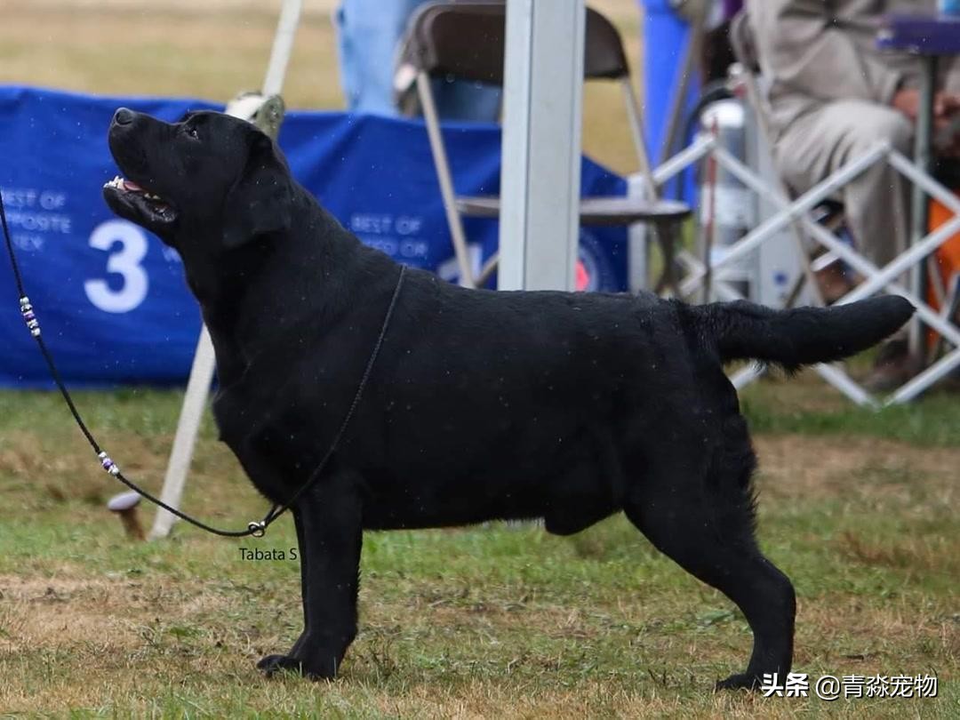 有什么办法能让拉布拉多饿,拉布拉多怕冷吗多少度合适