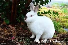 “瘟疫连三月厕纸抵万金?”抢购背后是恐慌