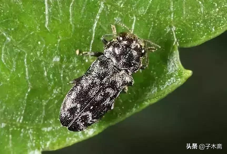 柑橘大实蝇和柑橘小实蝇常规虫害,柑橘虫害高清图谱及防治方法