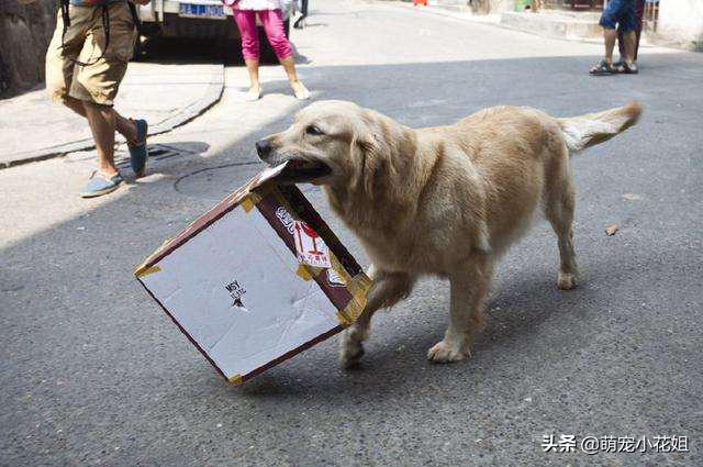 狗狗有机会救治，但是主人却放弃了，只因想让狗子留下美好的回忆