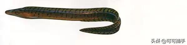 你不知道的海洋里面有什么,十种你没见过的海洋生物