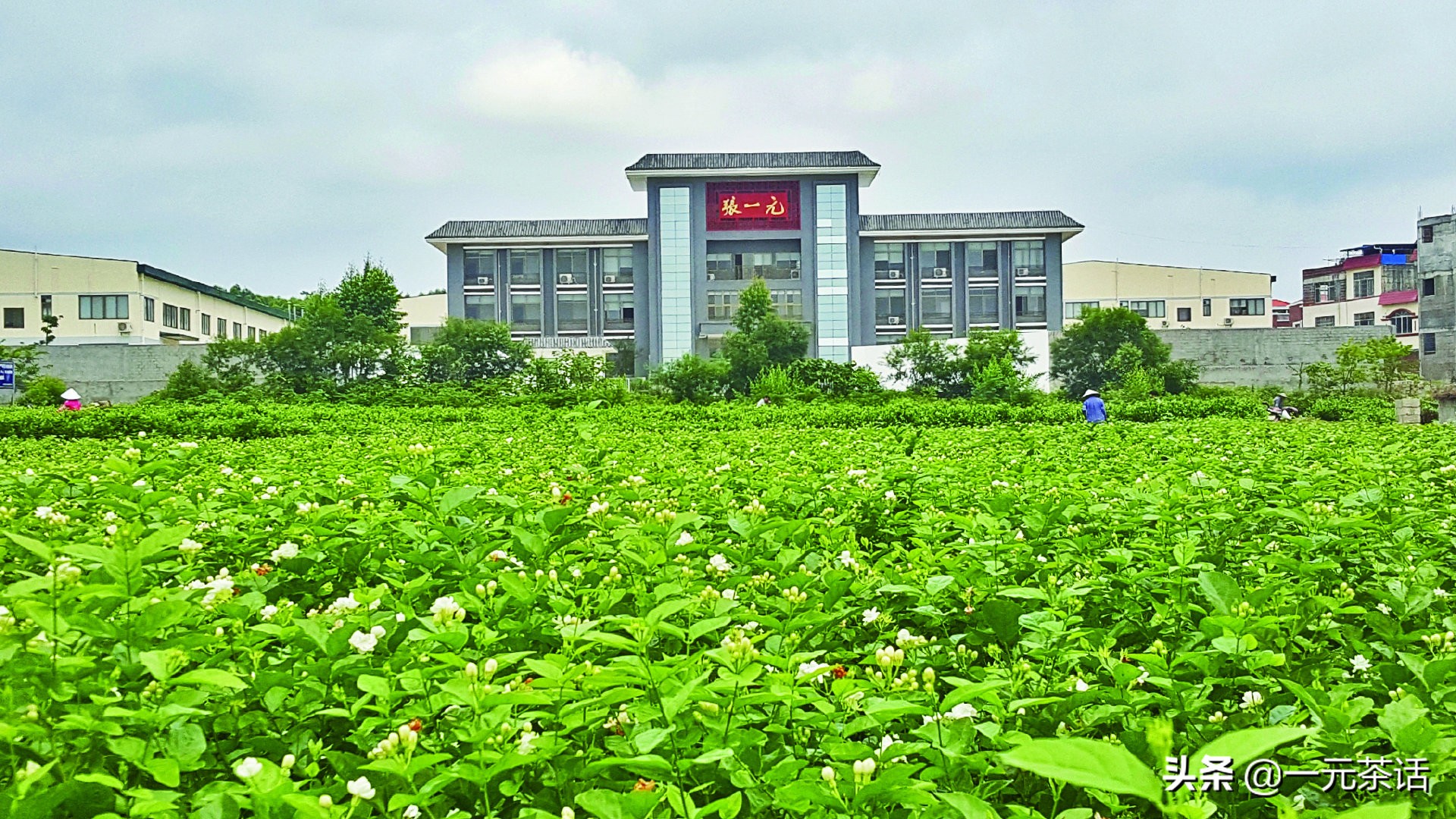 张一元龙毫茶多少度水冲泡,春之茶明前龙井