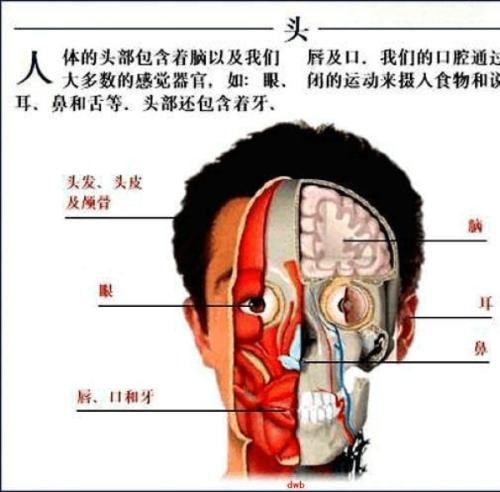 你真的了解你自己吗？其实你还没有我了解你（附身体解剖图）