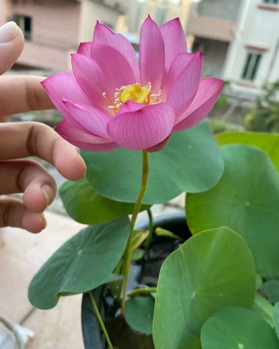 碗莲种子快速出芽的方法,碗莲种子可以用透明容器泡发吗