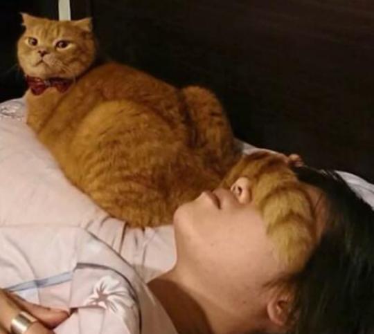 猫咪在电饭煲上拉臭臭，差点把铲屎官气晕在厕所