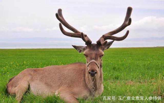 鐙╃寧鎴樼邯閫夋嫨鍝釜鑱屼笟,鐙╃寧闃熼槦鍛樼殑鑱岃矗