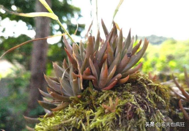 长在瓦房上，被称为“房神”，如今数量稀少价值珍贵，遇到请珍惜