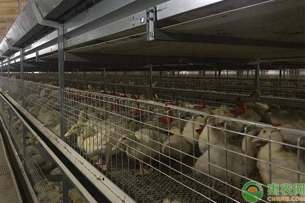 怎样养鸭才会多下蛋,养鸭温度管理的注意事项