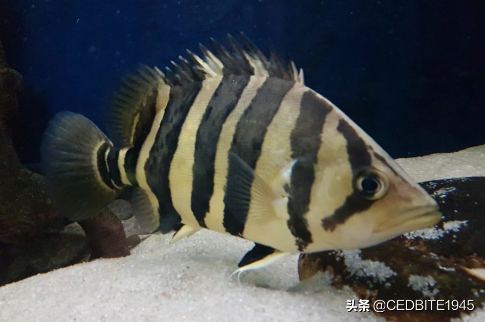 印尼虎鱼小时候很黑长大会变黄吗,如何驯养幼鸟才能听话