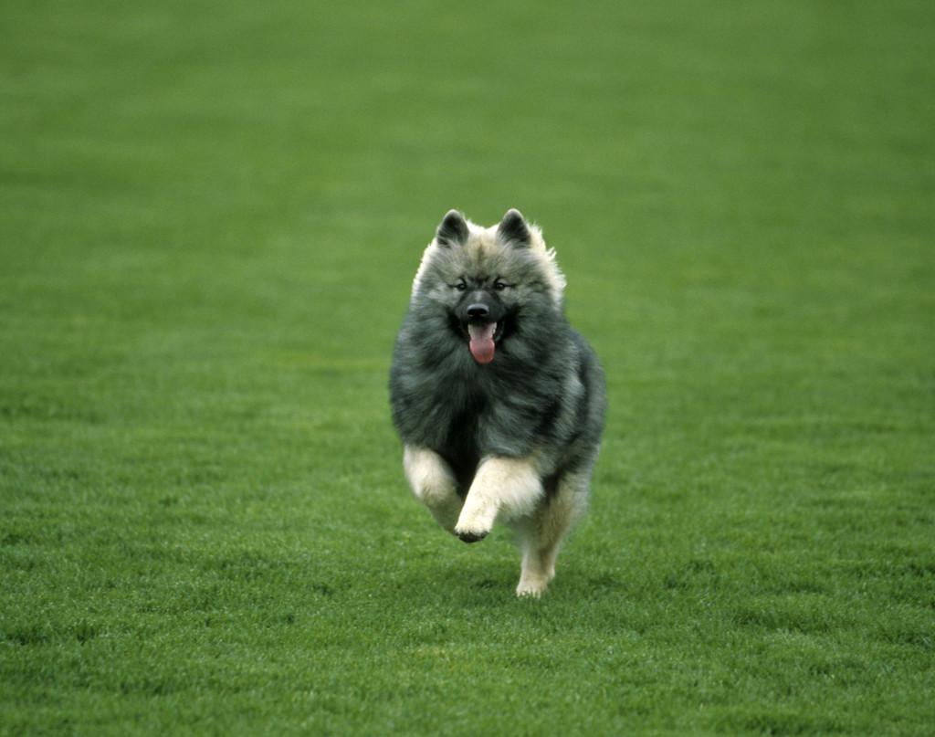 最聪明的十大狗狗品种介绍,史上最全的狗狗品种记得收藏