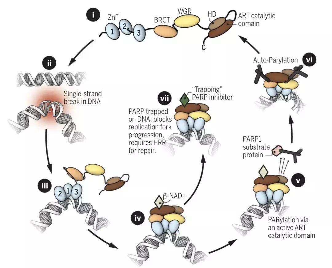 闈跺悜鑽拰pdl鍝娌荤枟鐧岀棁鏇村ソ,鎶楃檶闈跺悜鍒跺墏