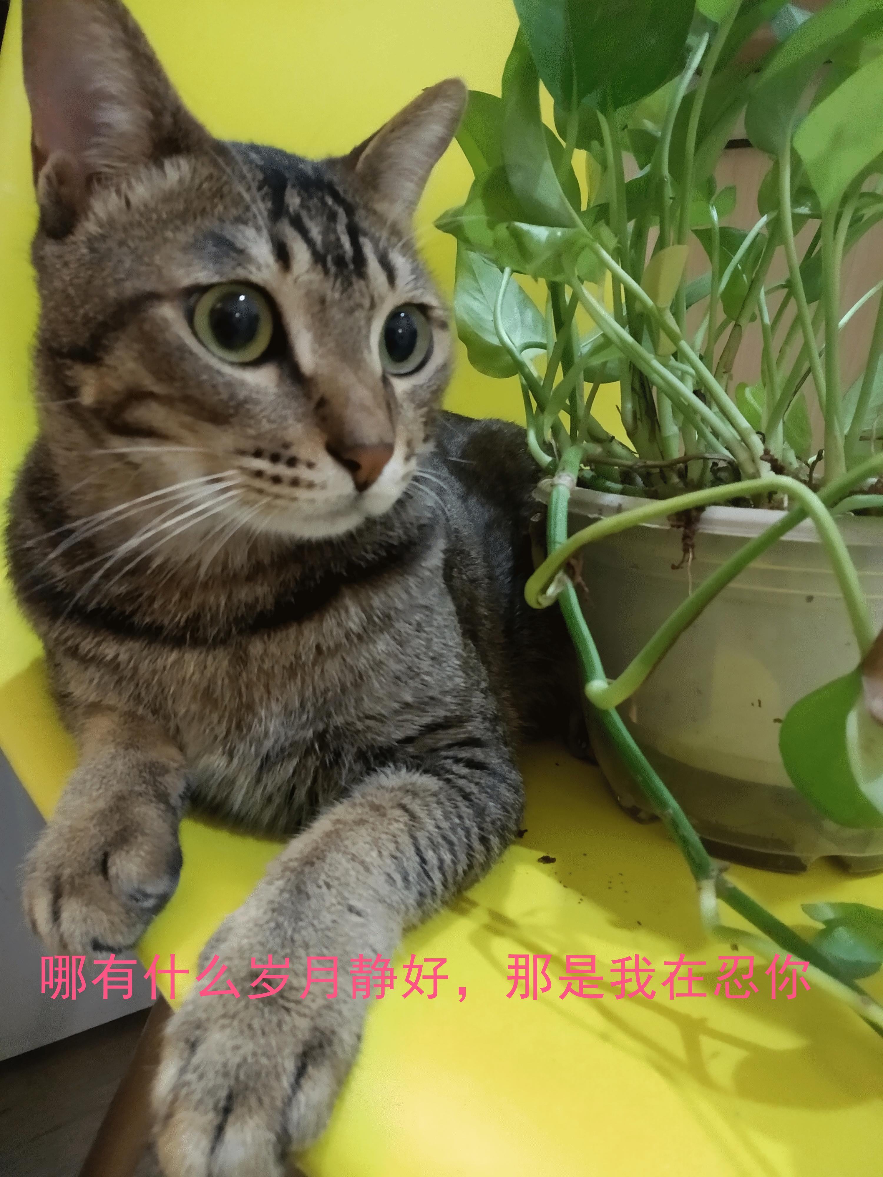 猫咪拉屎不拉在猫砂盆里怎么办,猫咪拉粑粑老是粘在盆边
