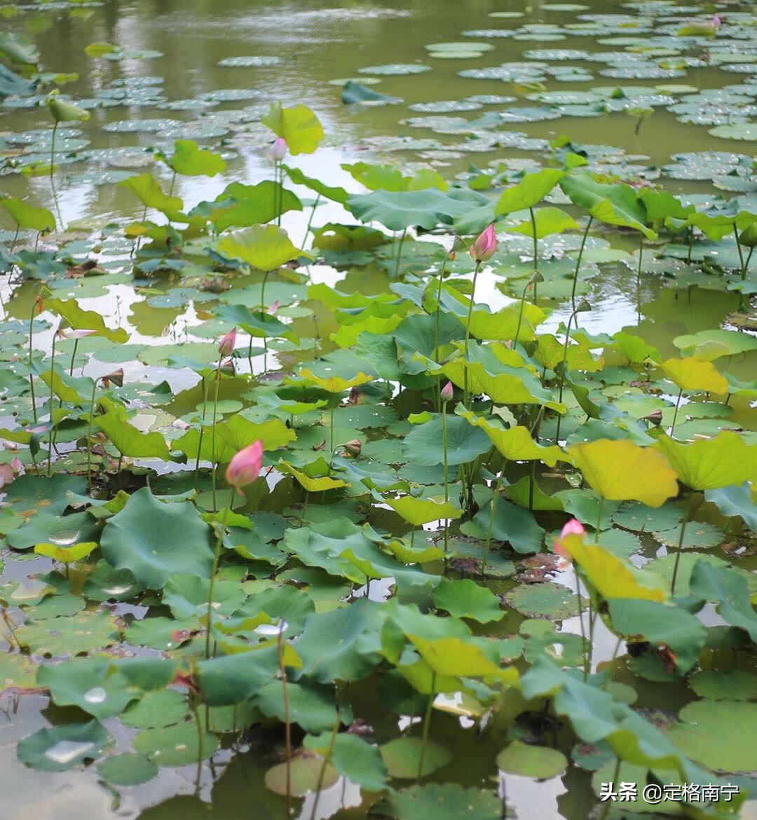 南宁狮山公园晚上开放时间,南宁狮山公园近期有什么玩