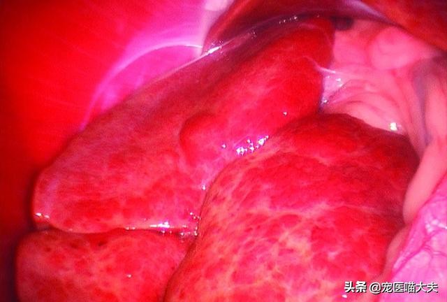 狗狗肝硬化的病发原因、诊断以及治疗措施分析！
