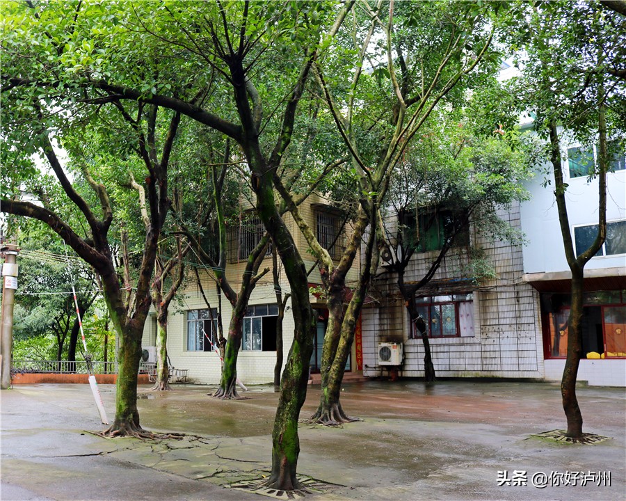 泸州最美农家乐,泸州特色农家乐