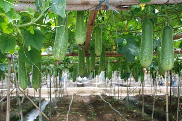 广东节瓜种植搭架技术,广东节瓜什么时候种植最好